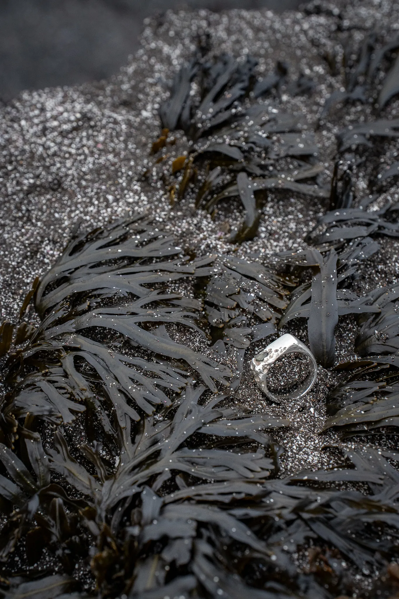 A silver ring among dark seaweed on sand